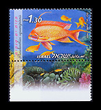 Red sea fishes